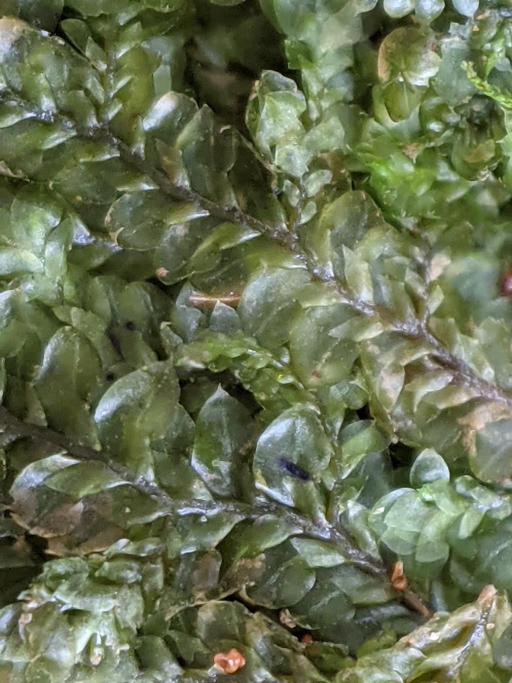Radulaceae (hero image)