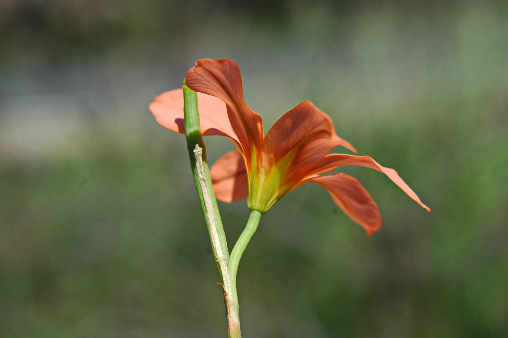 Moraea flaccida (hero image)