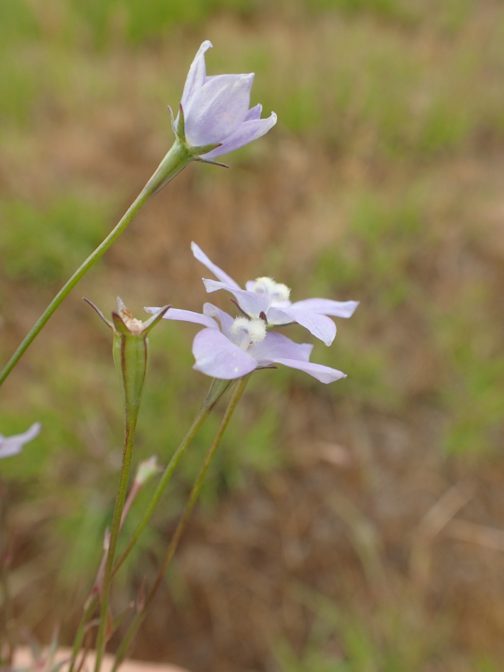 Wahlenbergia multicaulis (hero image)