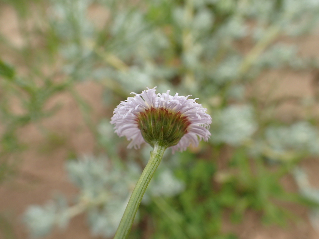 Minuria denticulata (hero image)