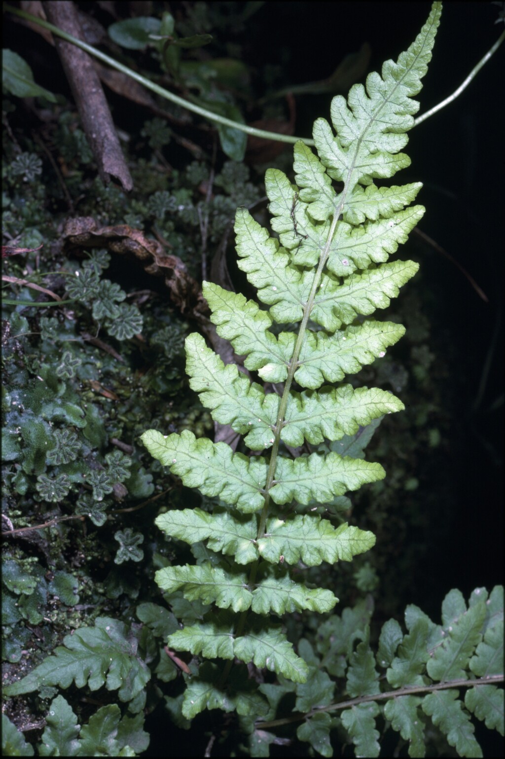 Thelypteridaceae (hero image)