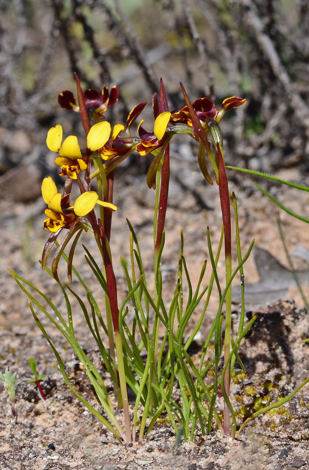 Diuris palustris (hero image)