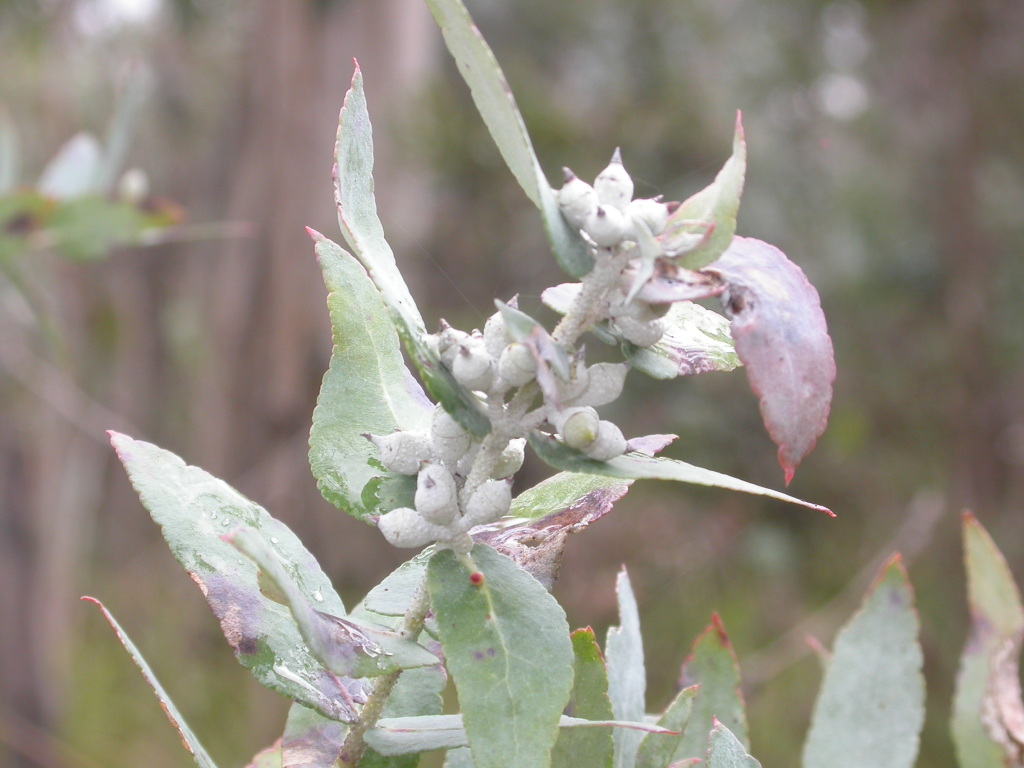 Eucalyptus crenulata (hero image)