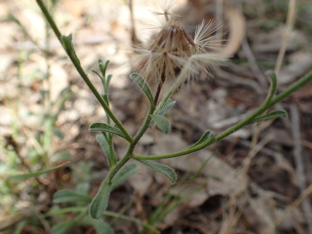 Vittadinia cuneata var. cuneata (hero image)