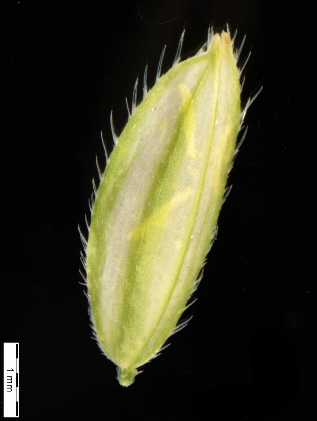 Leersia oryzoides (hero image)