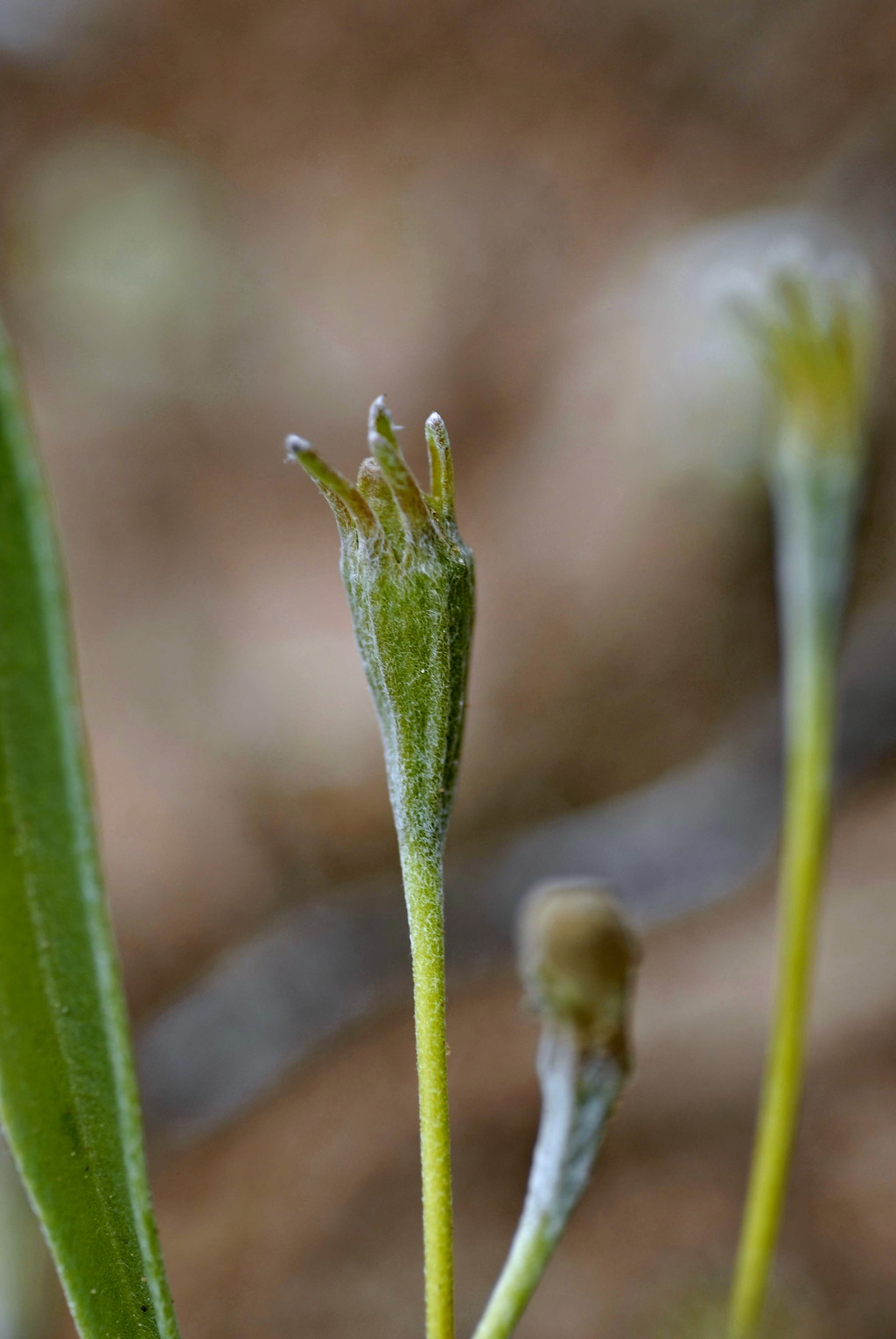 Goodenia willisiana (hero image)