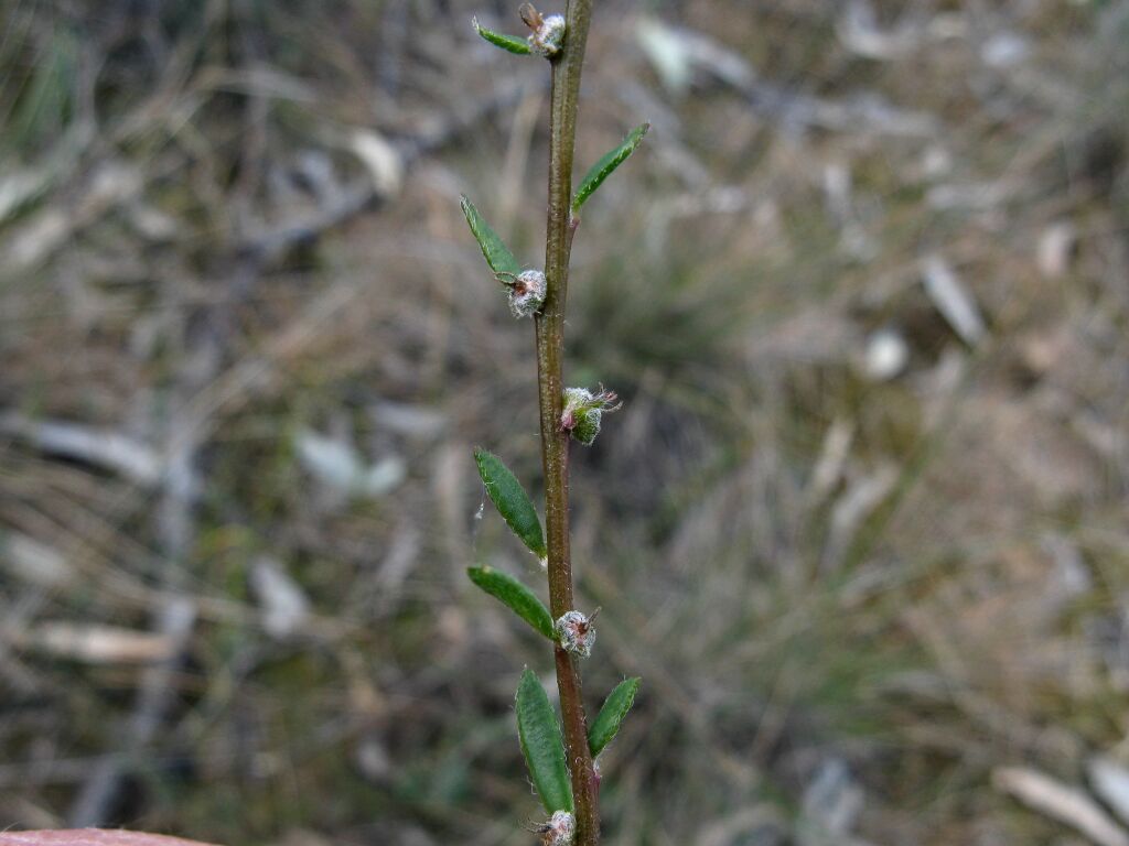 Maireana enchylaenoides (hero image)