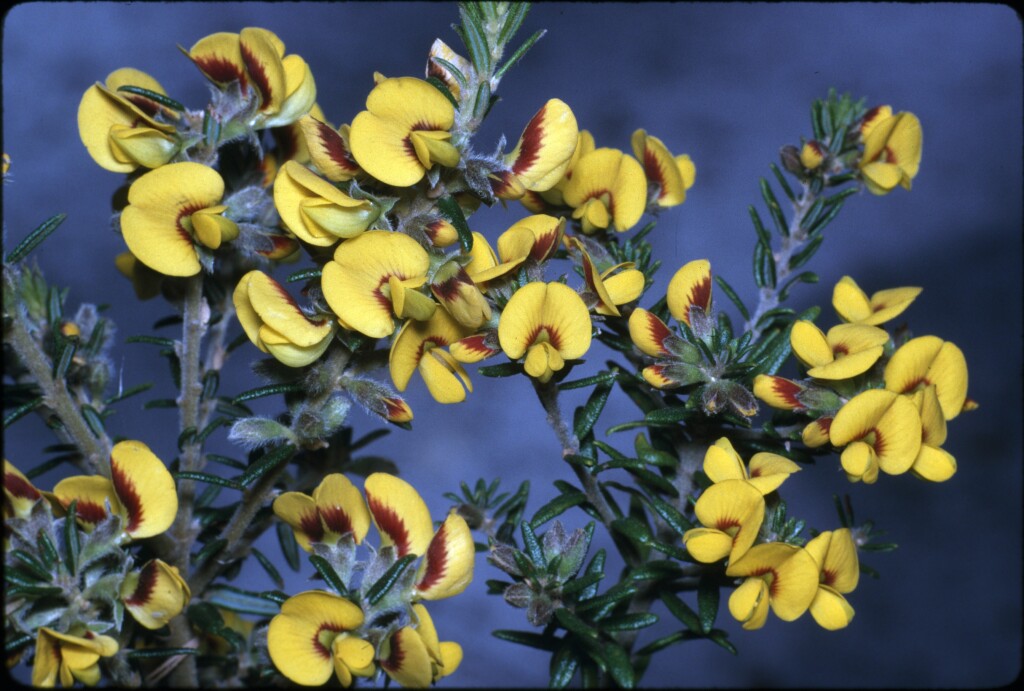 Aotus ericoides (hero image)