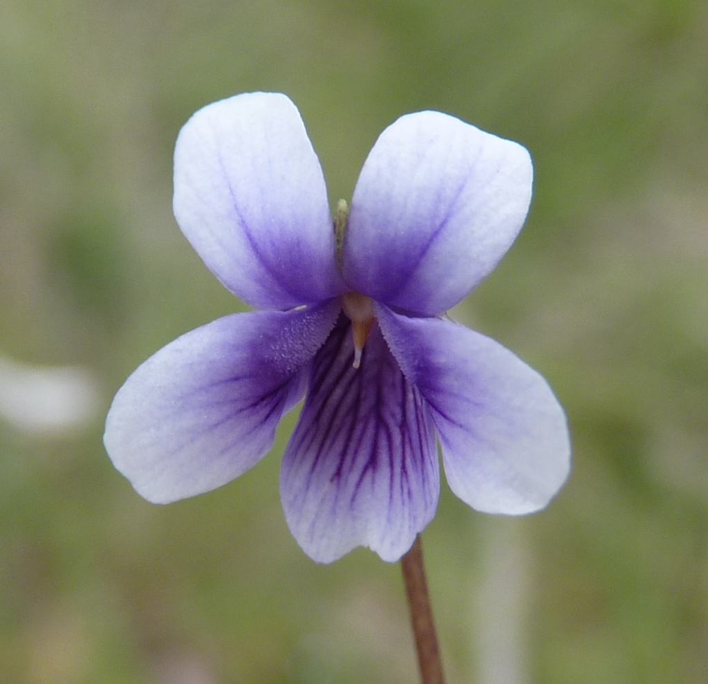 Viola hederacea (hero image)