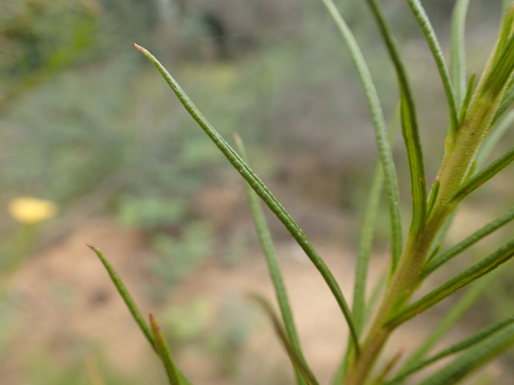 Cassinia venusta (hero image)