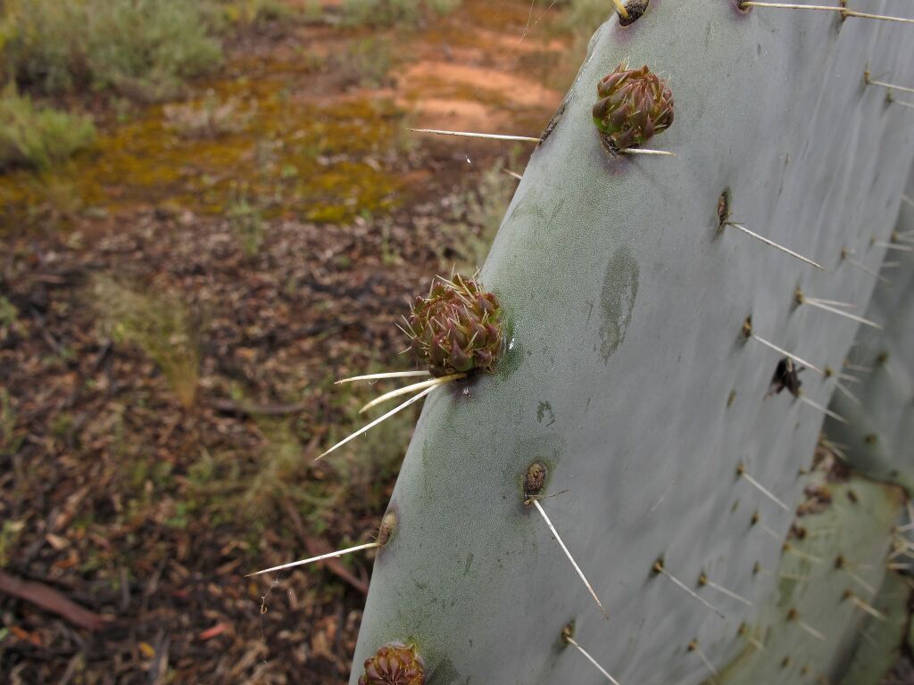 Opuntia robusta (hero image)