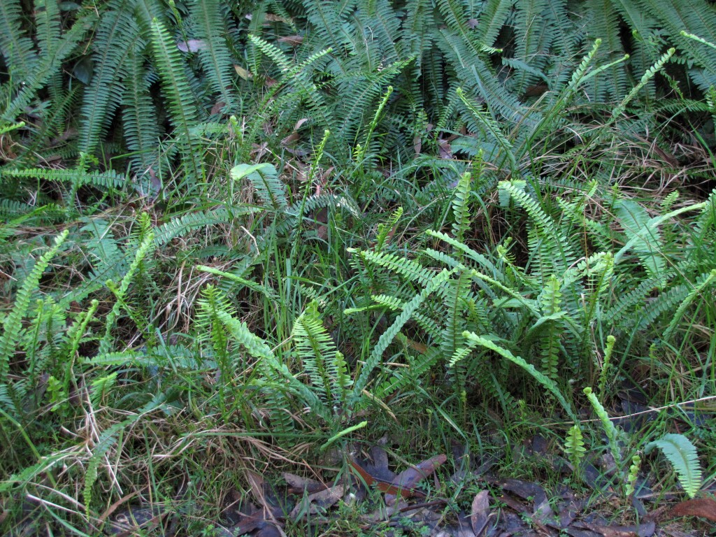 Nephrolepis (hero image)