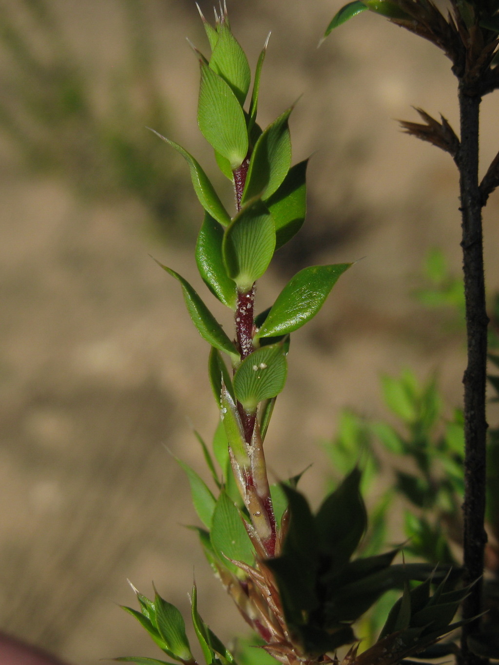 Styphelia exarrhena (hero image)