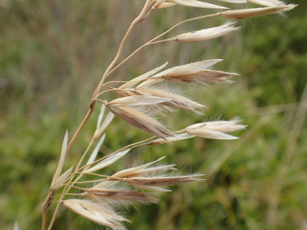 Ehrharta villosa (hero image)