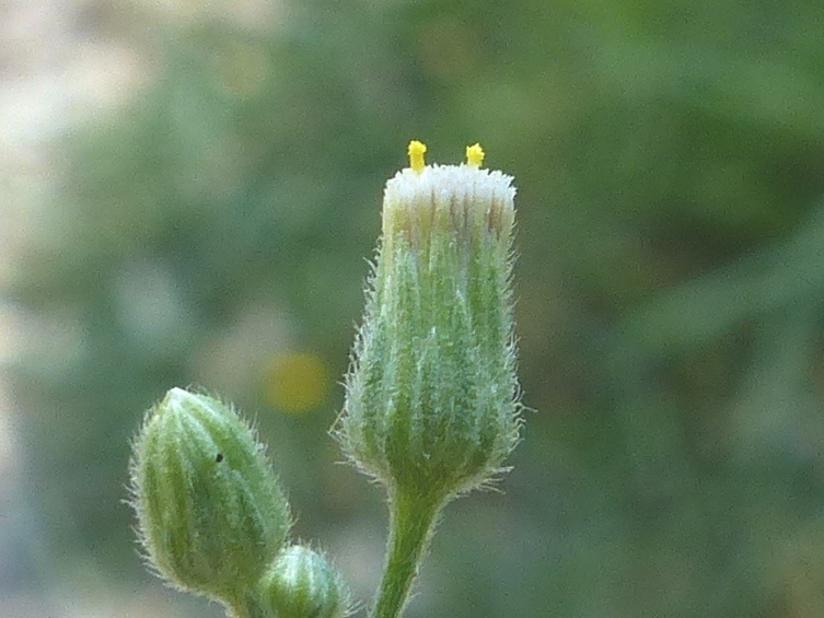 Erigeron sumatrensis (hero image)