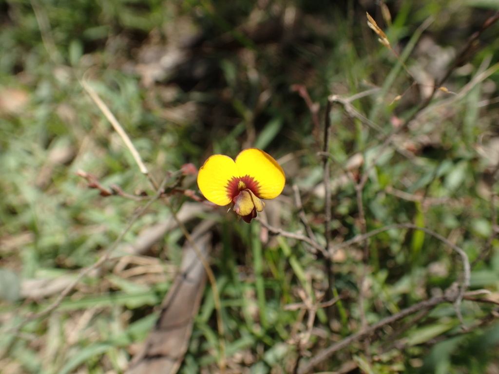 Bossiaea prostrata (hero image)