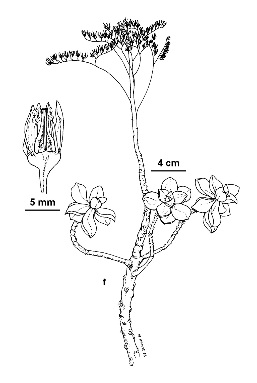 Aeonium (hero image)