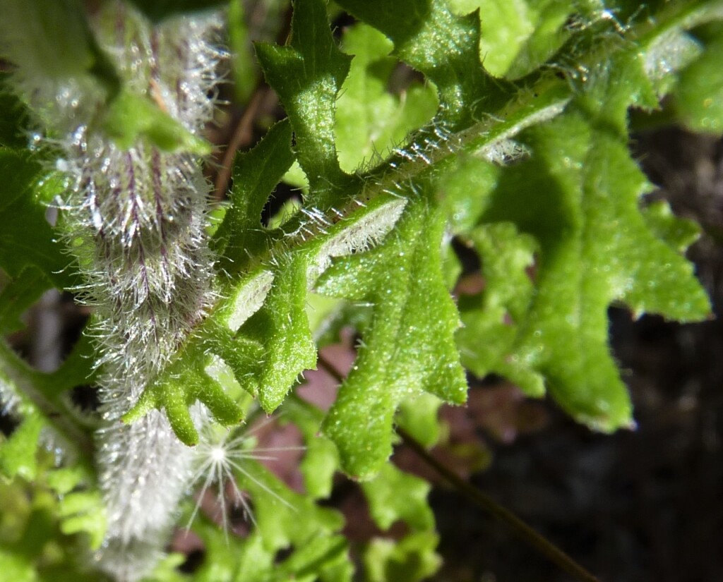 Senecio bathurstianus (hero image)