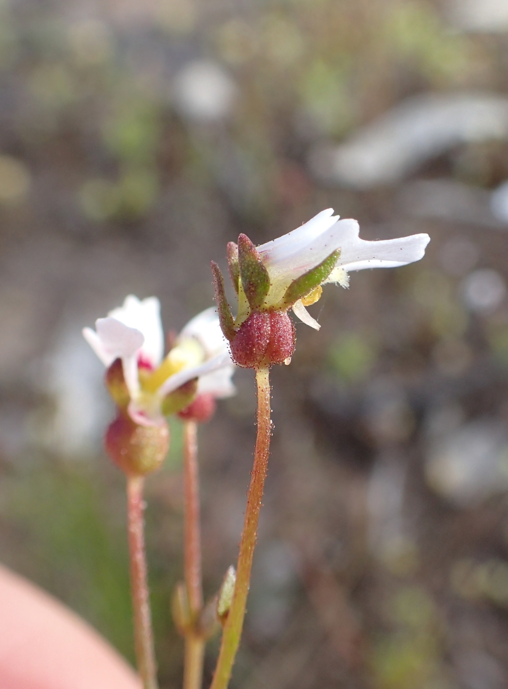 Stylidium ecorne (hero image)