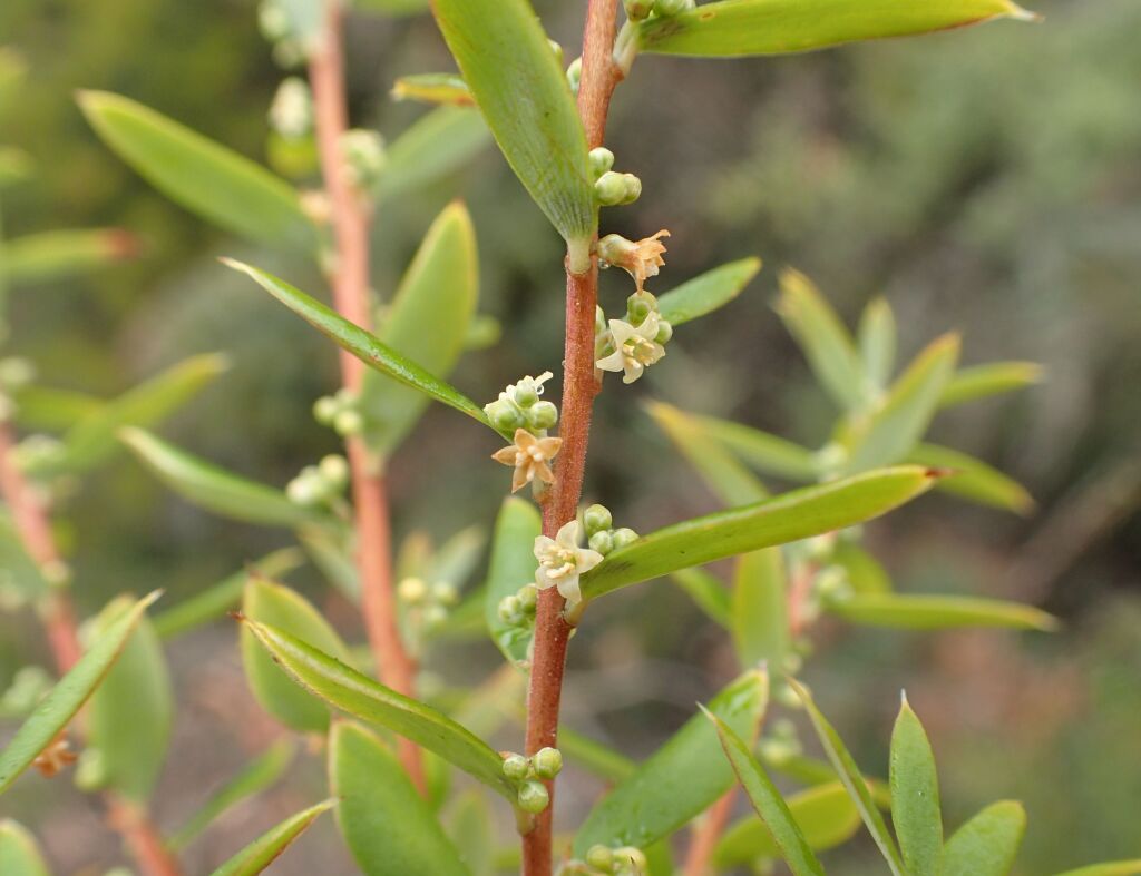 Monotoca glauca (hero image)