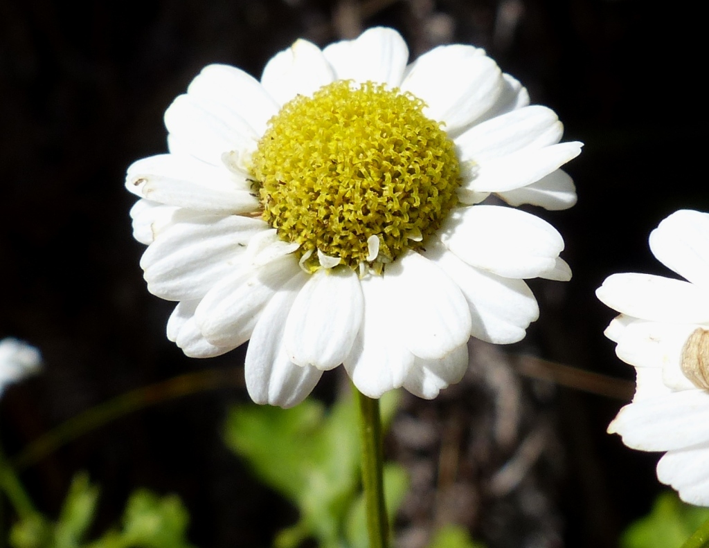 Tanacetum parthenium (hero image)