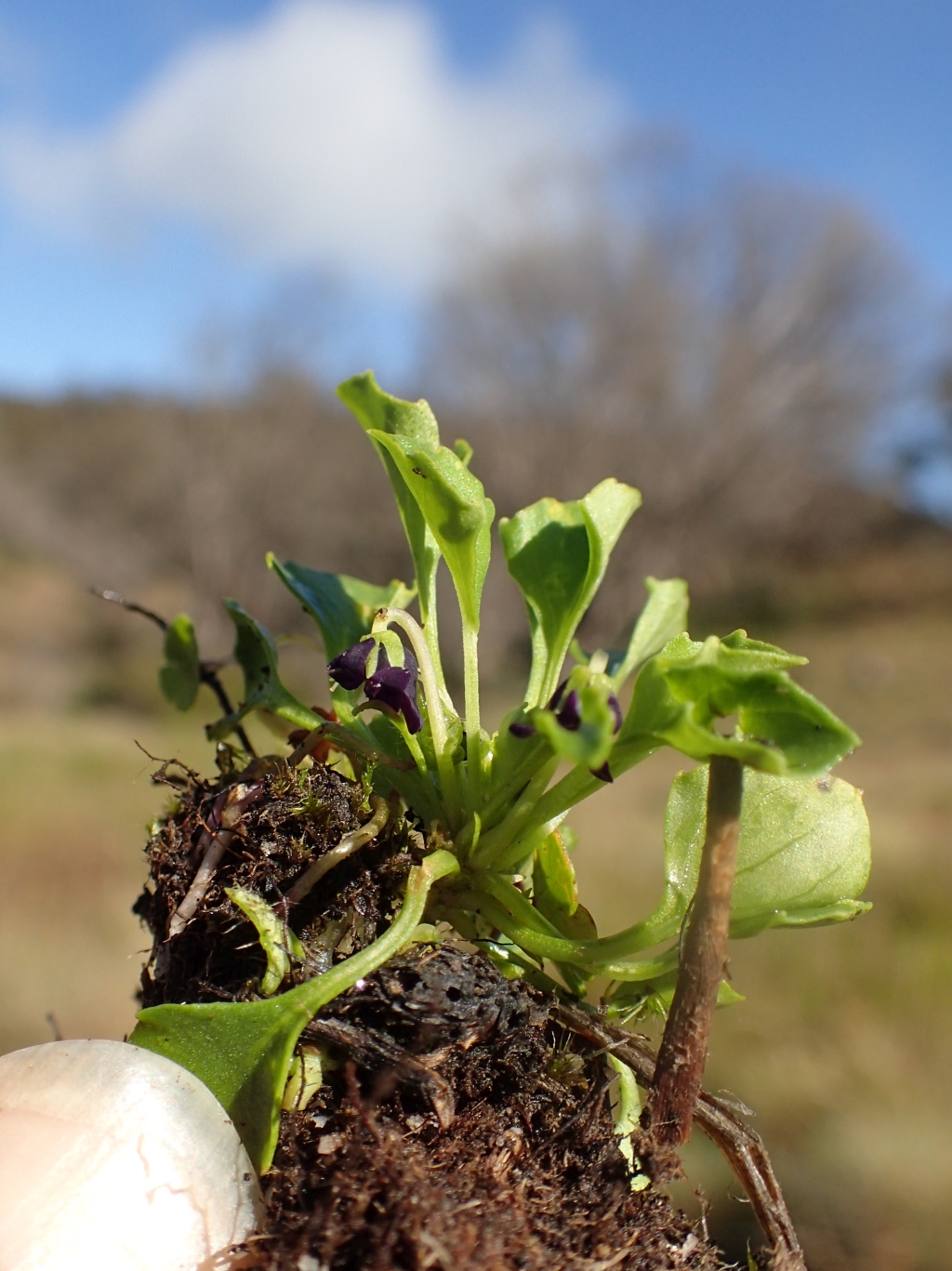 Viola fuscoviolacea (hero image)