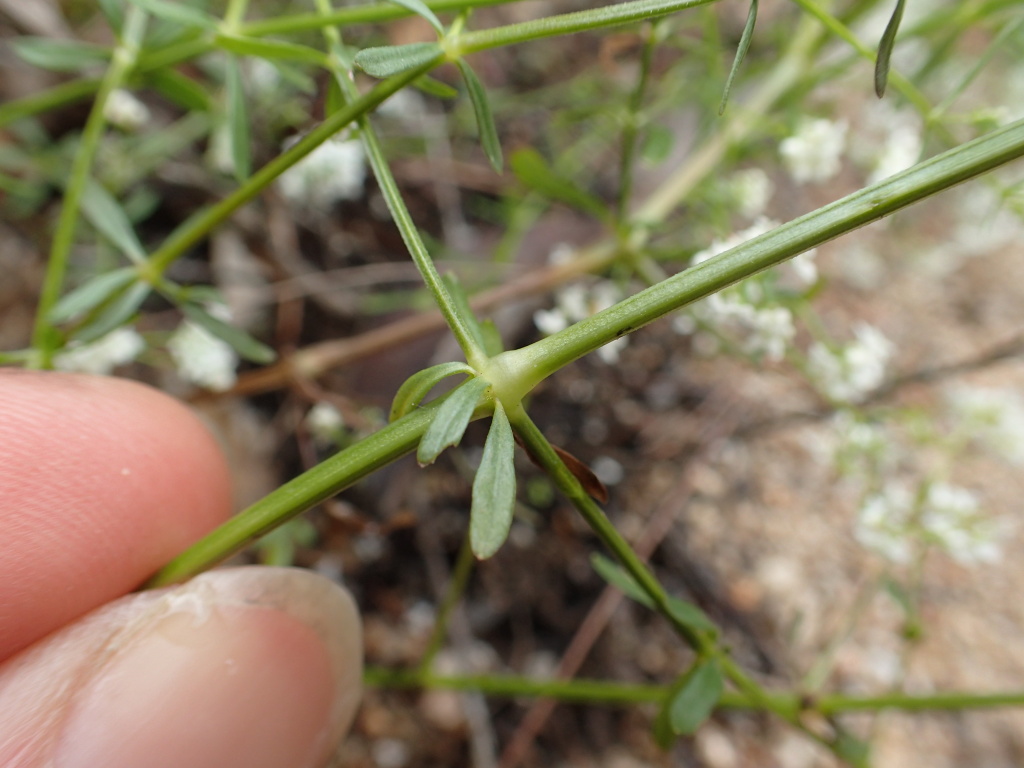 Galium palustre (hero image)