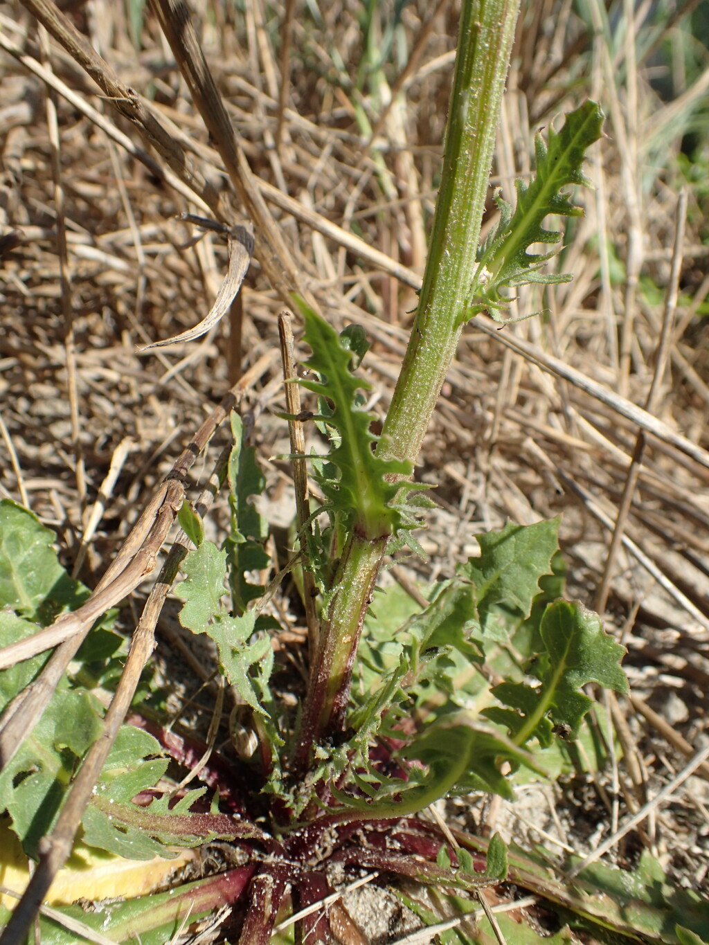 Crepis vesicaria (hero image)
