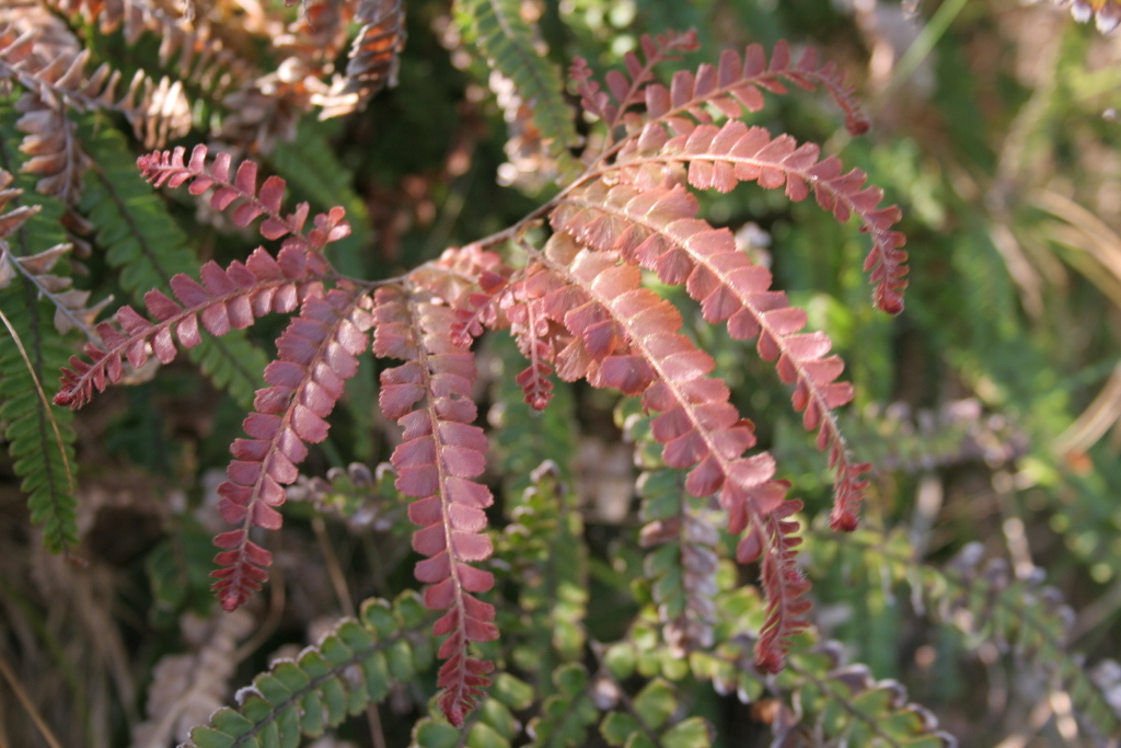 Adiantum hispidulum var. hispidulum (hero image)