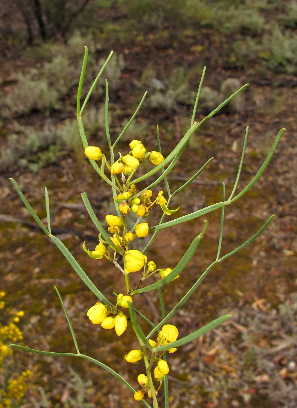 Senna artemisioides subsp. petiolaris (hero image)