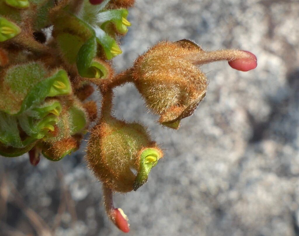 Grevillea floribunda (hero image)