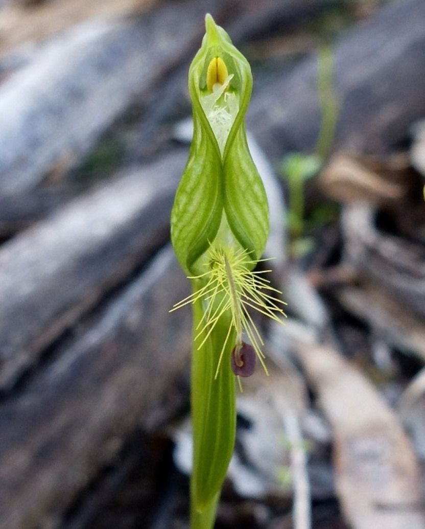 Pterostylis plumosa (hero image)