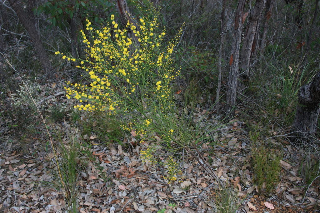 Acacia extensa (hero image)