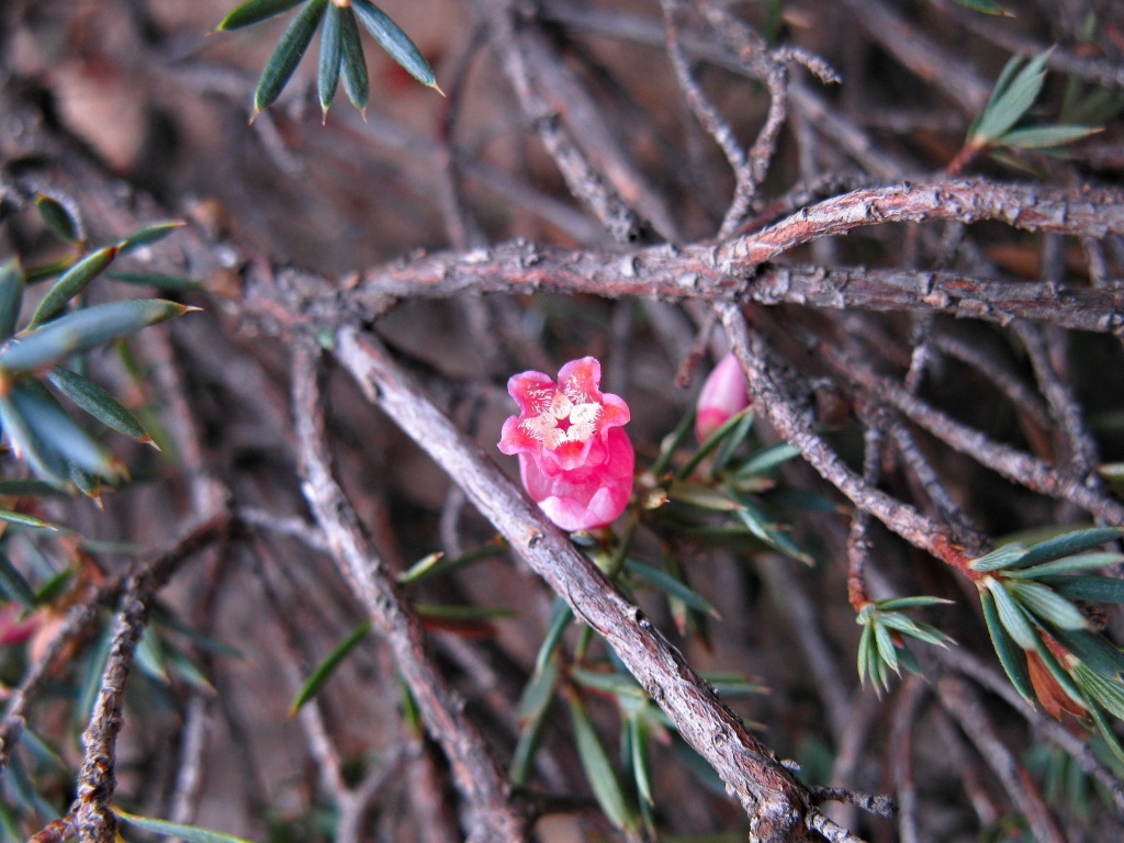 Brachyloma ericoides (hero image)