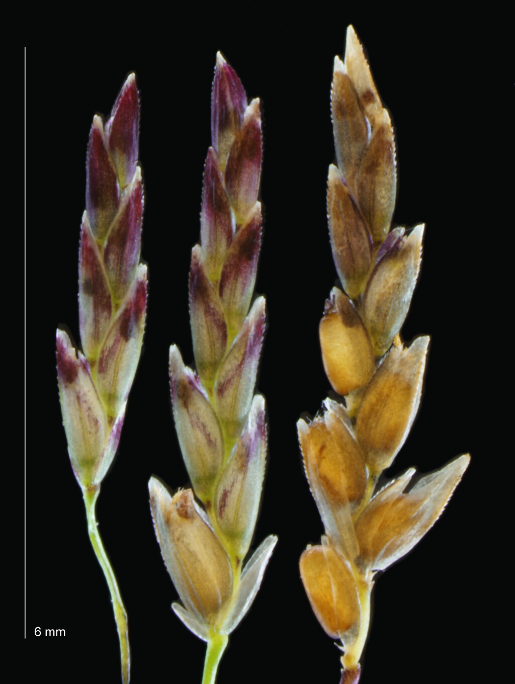 Eragrostis pilosa (hero image)