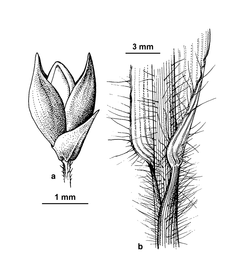 Panicum capillare (hero image)