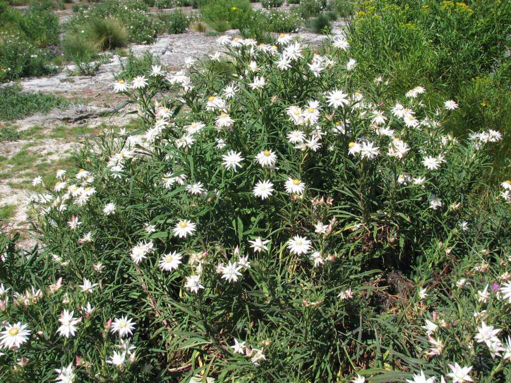 Xerochrysum papillosum (hero image)