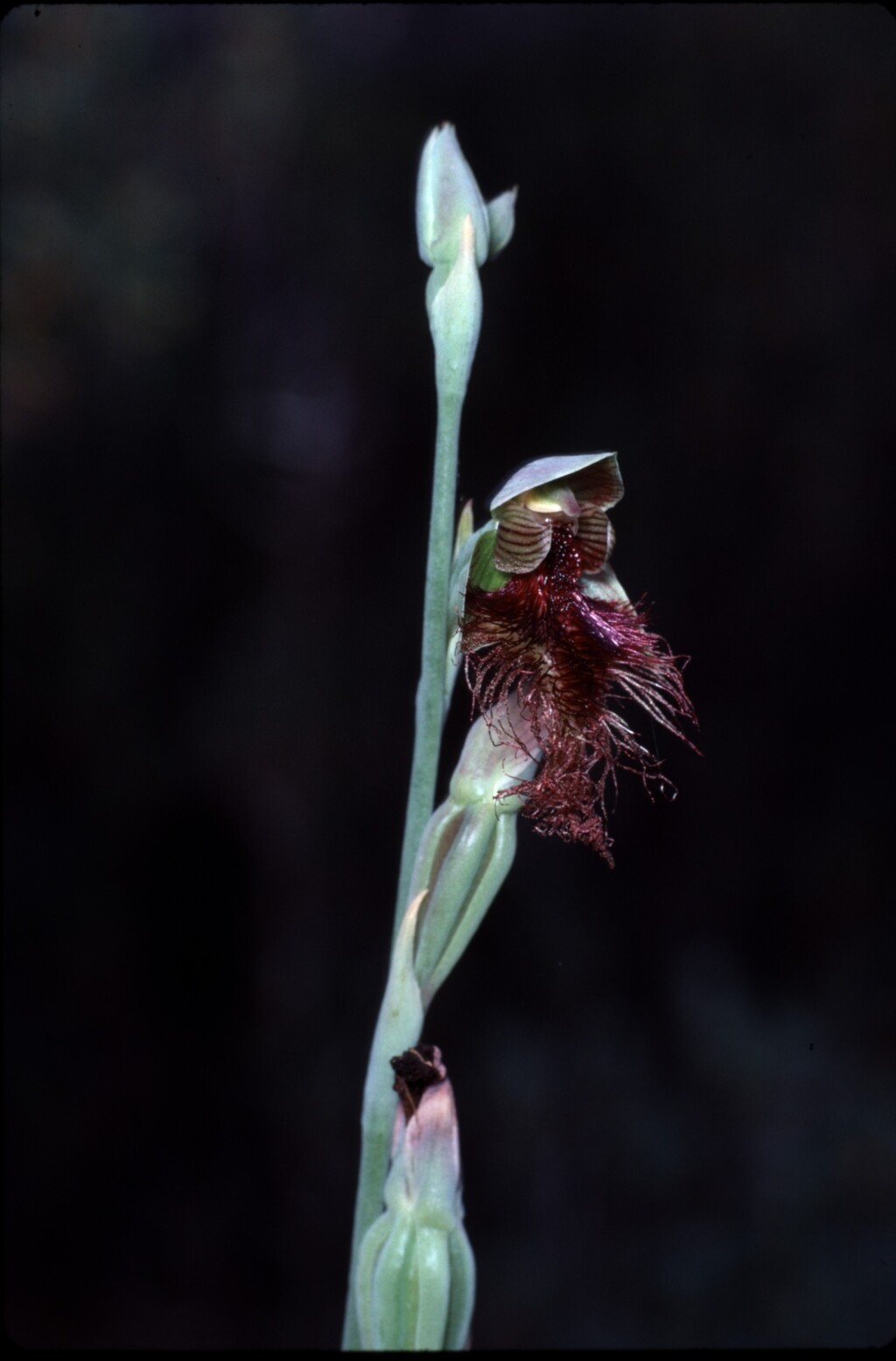 Calochilus therophilus (hero image)