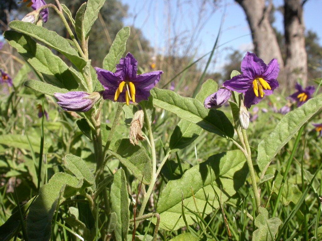 Solanum esuriale (hero image)