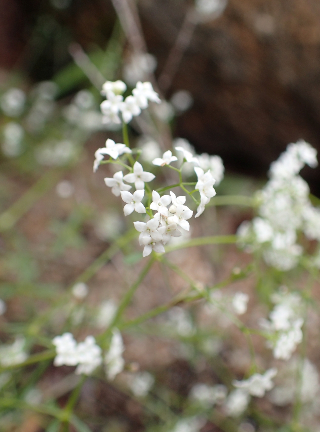 Galium palustre (hero image)