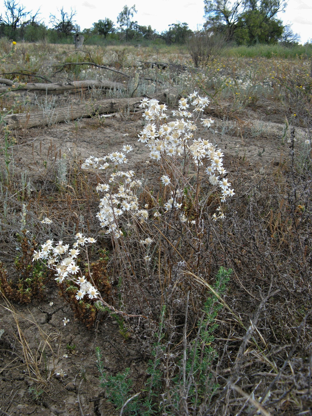 Rhodanthe corymbiflora (hero image)