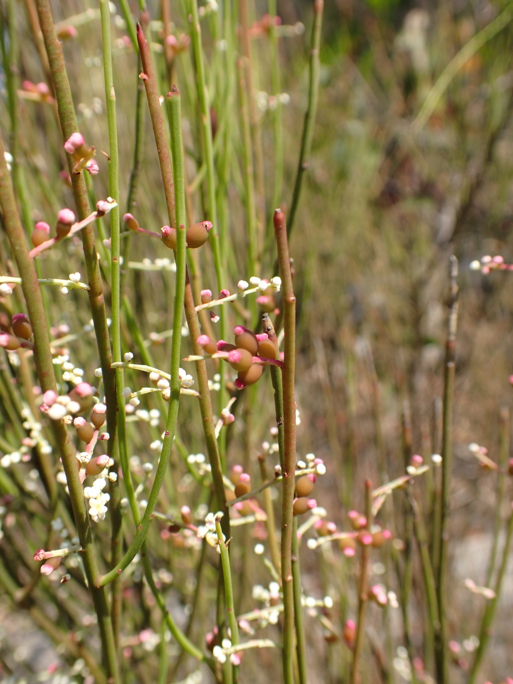 Leptomeria drupacea (hero image)