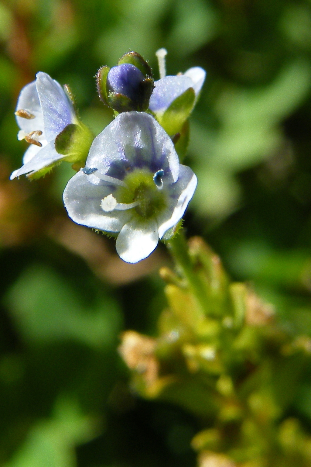 Veronica serpyllifolia (hero image)