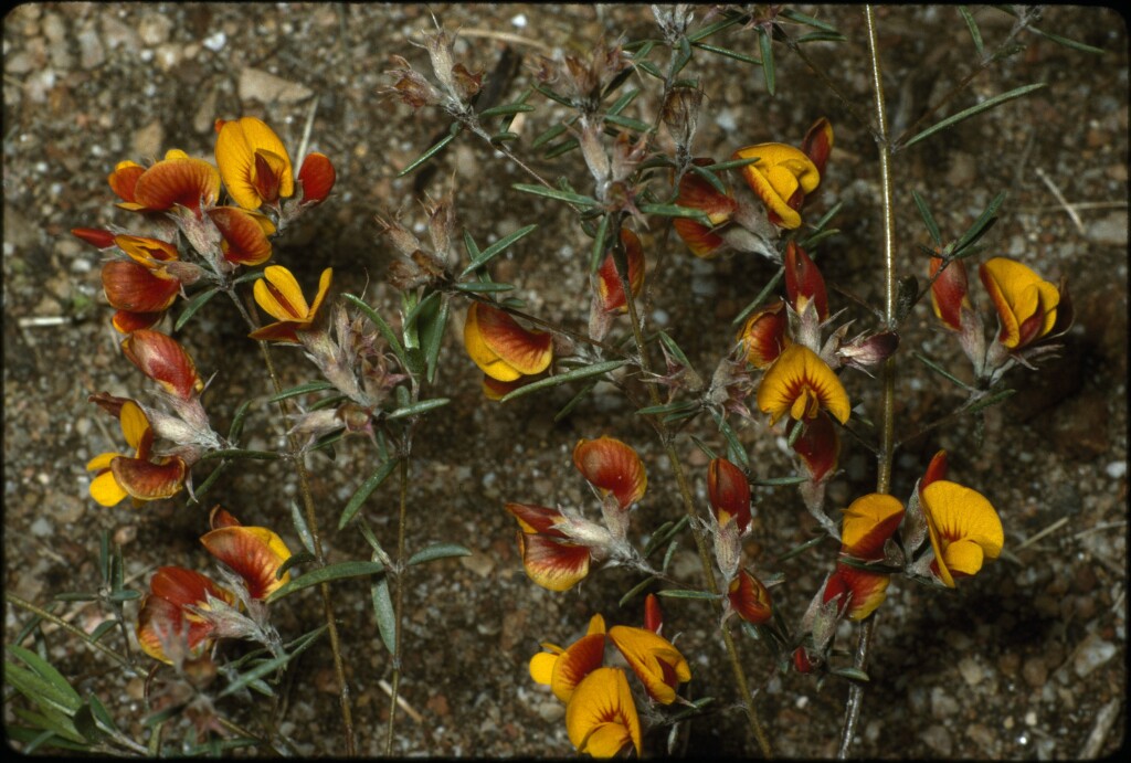 Pultenaea luehmannii (hero image)