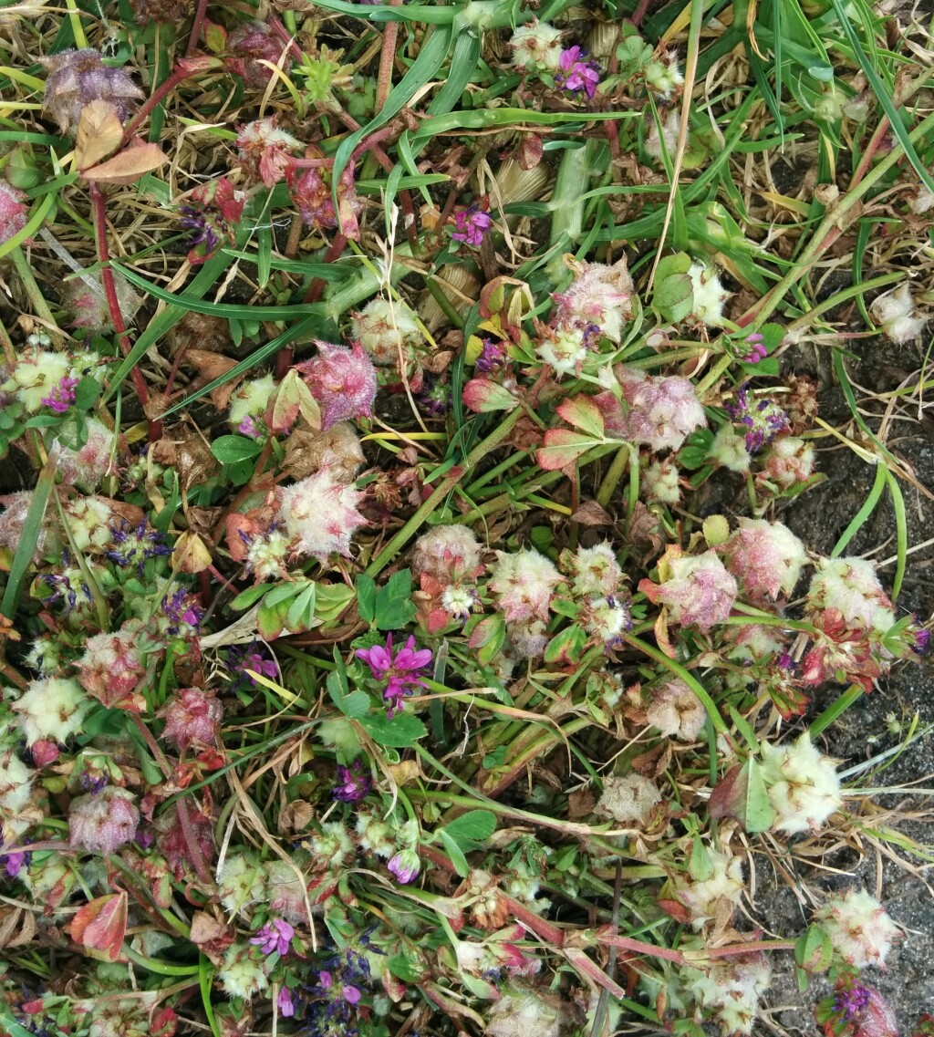 Trifolium resupinatum (hero image)