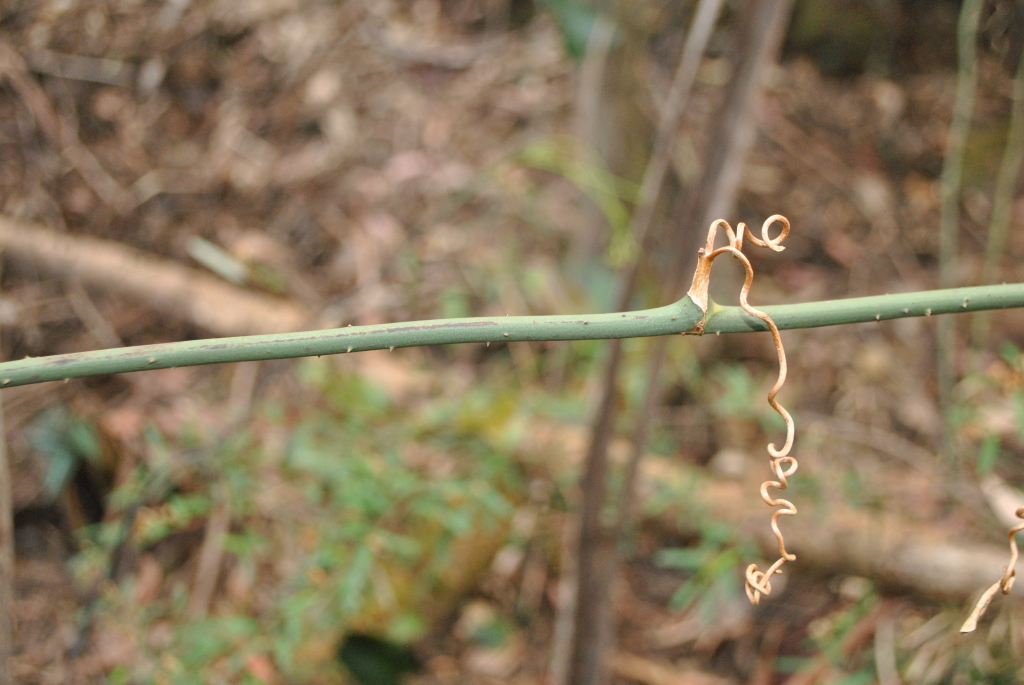 Smilax australis (hero image)