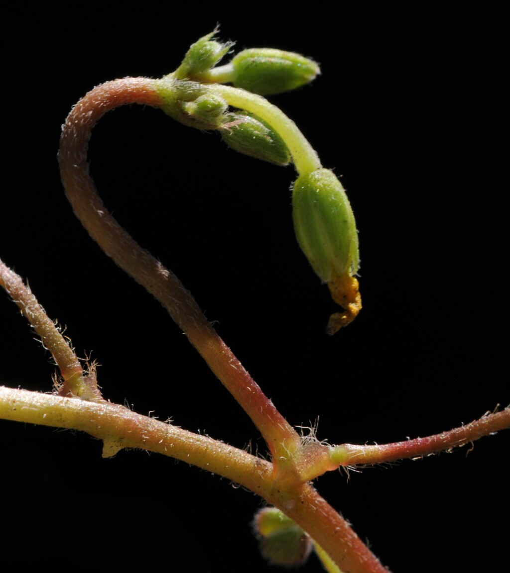Oxalidaceae (hero image)