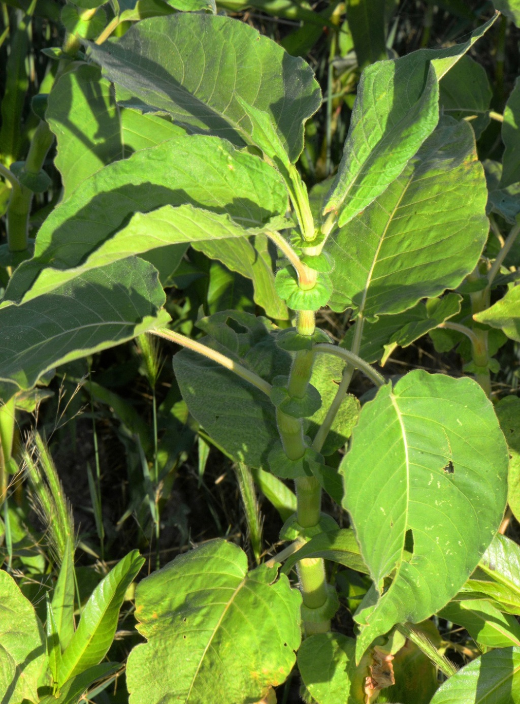 Persicaria orientalis (hero image)