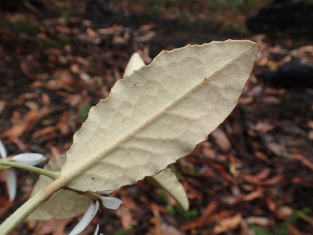 Olearia speciosa (hero image)