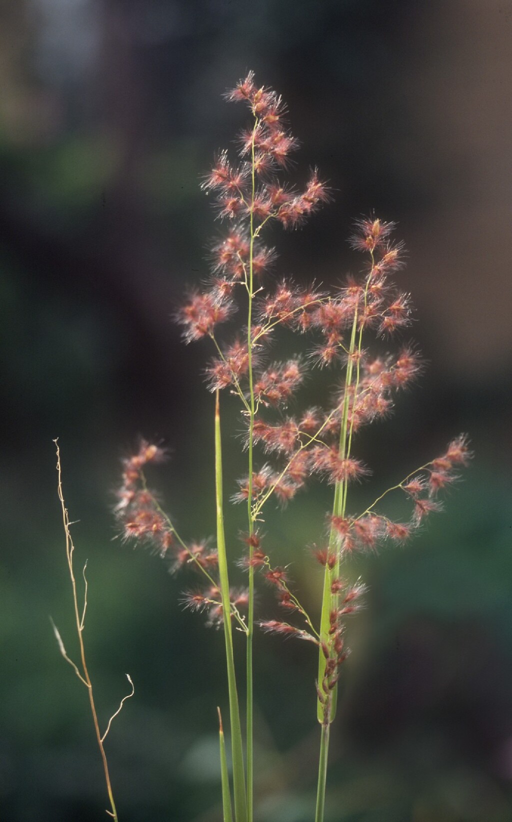 Melinis repens subsp. repens (hero image)